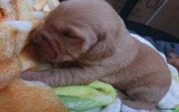Labrador Retriever dogs for sale: Fox red labrador puppies - Advert 13