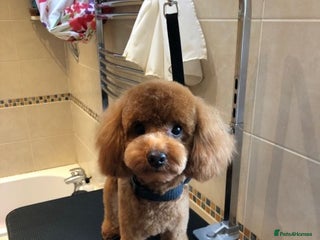 Toy Poodle dogs in London - Advert 1