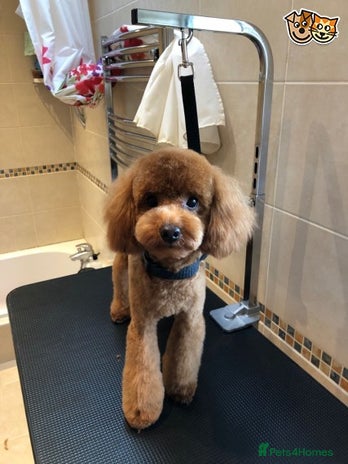 Toy Poodle dogs for stud in London - Advert 1