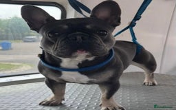 French Bulldog dogs for stud: Beautiful Stud - Image 6