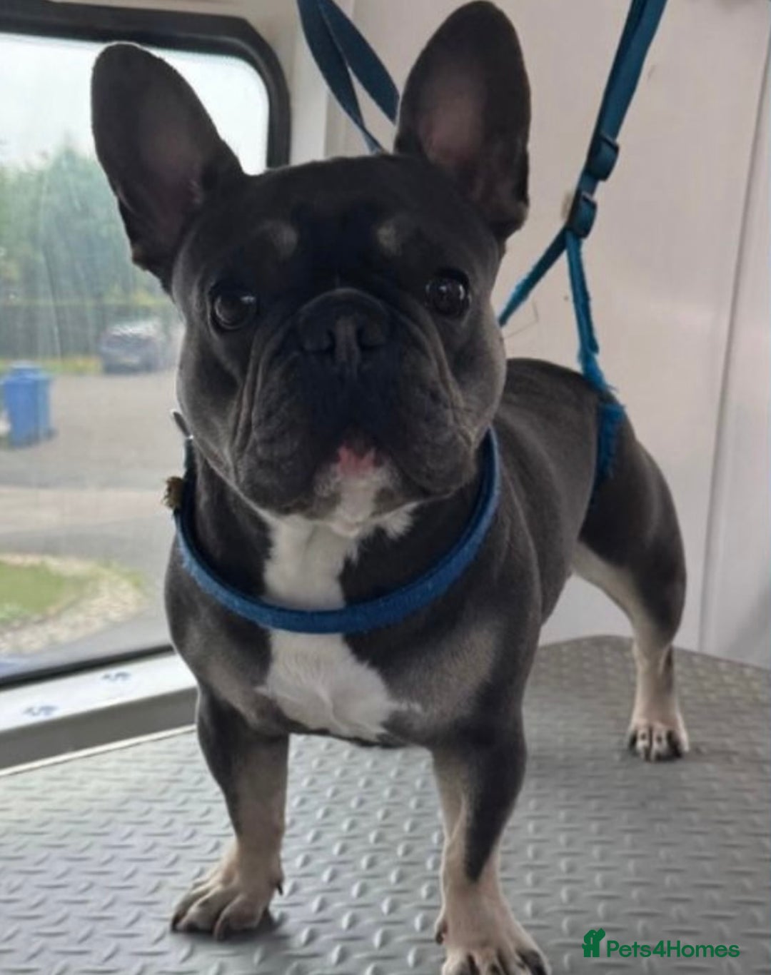 French Bulldog dogs for stud: Beautiful Stud - Image 6