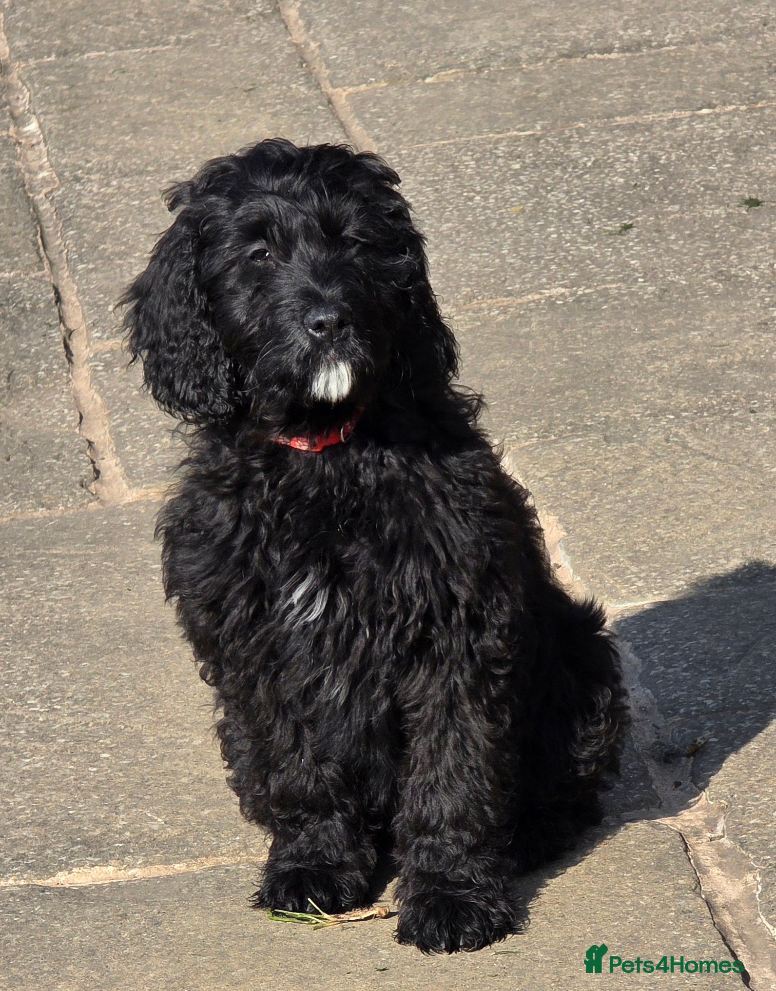 Goldendoodle dogs * 1 LEFT * F1 Goldendoodle Puppies - Advert 6