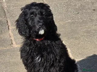 Goldendoodle dogs * 1 LEFT * F1 Goldendoodle Puppies - Advert 6