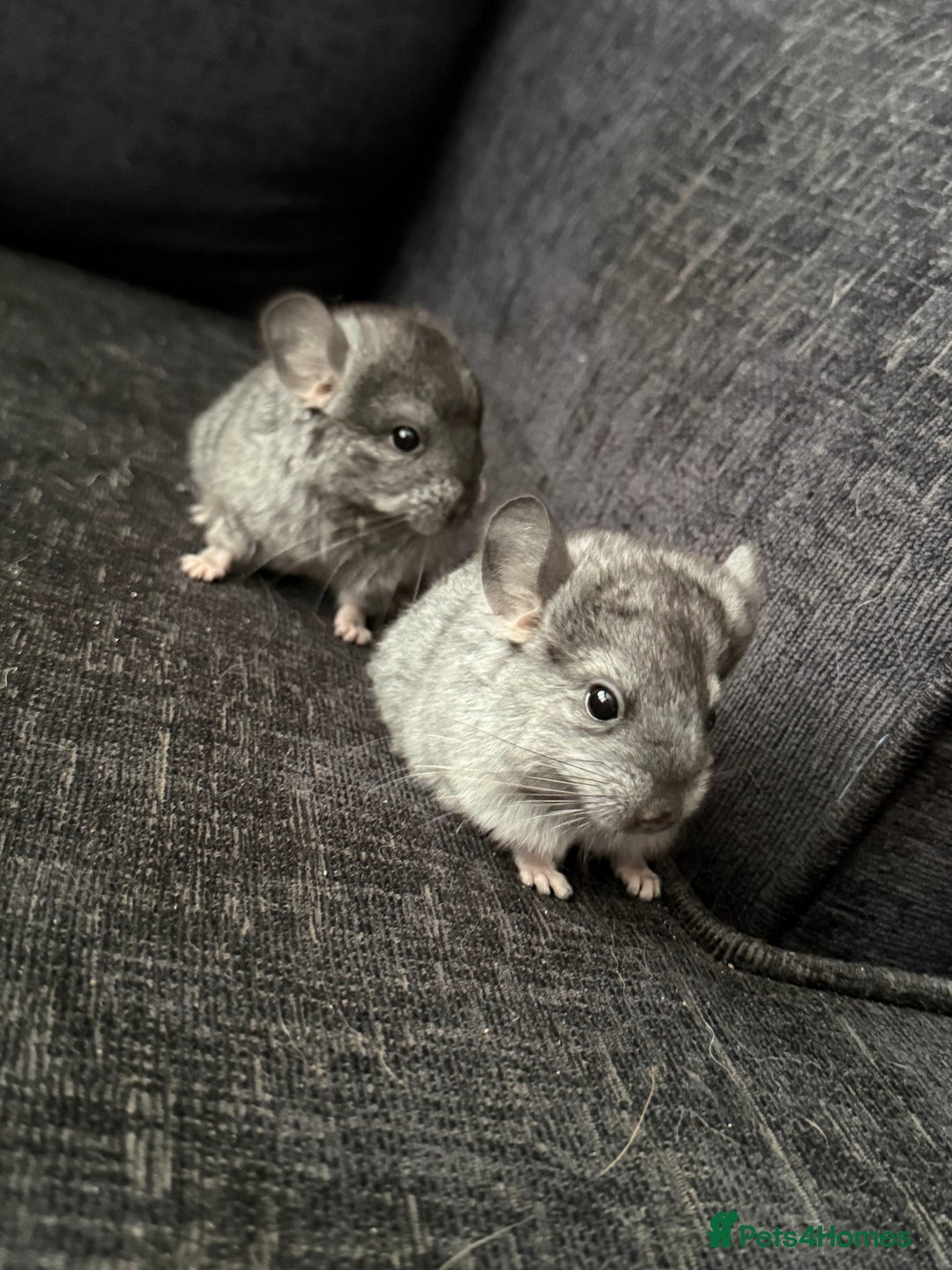 Chinchilla rodents for sale: 3 male chinchillas  - Advert 5