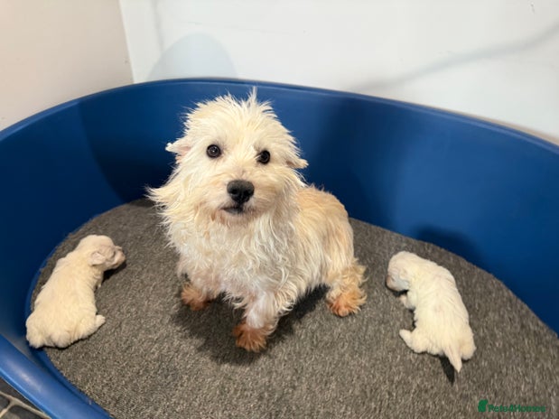 West Highland Terrier dogs KC REGISTERED Boys and Girls - Advert 2