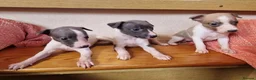 Whippet dogs for sale: Kc registered whippets - Advert 9