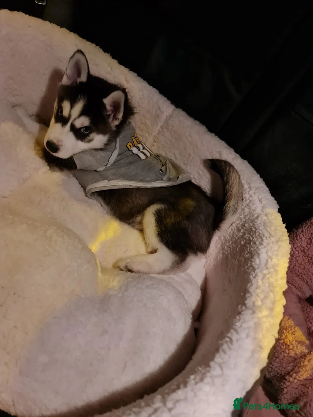 Siberian Husky dogs for stud: 🐺Lucky🐺 in Birmingham - Advert 28