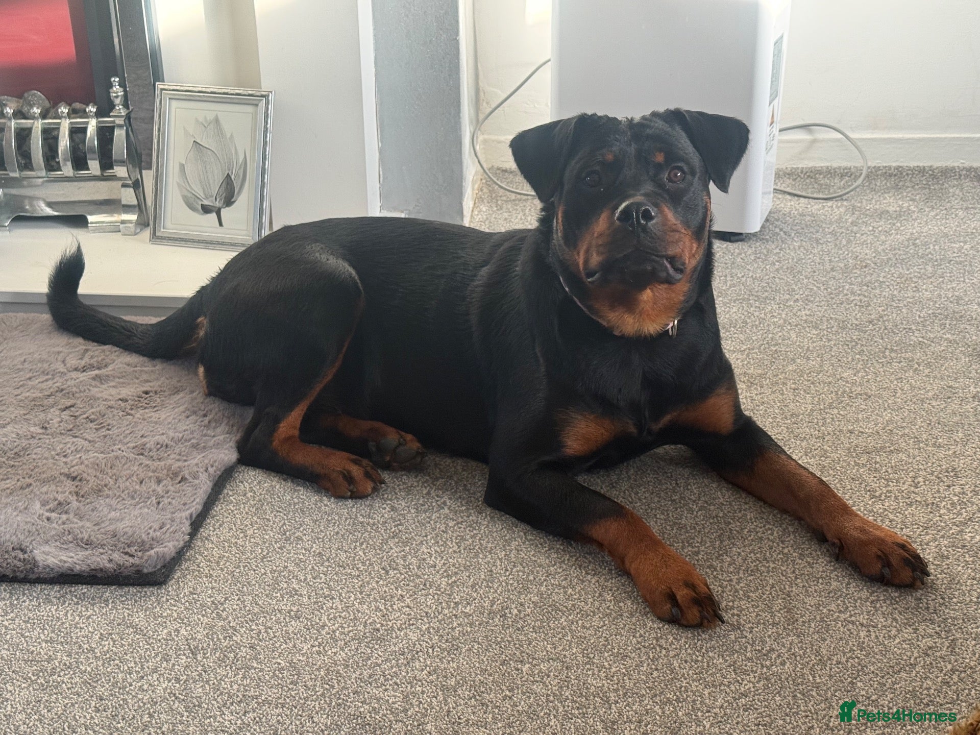 Rottweiler dogs Rottweiler kc reg - Advert 6