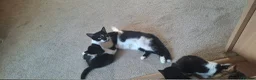 Mixed Breed cats for sale: Beautiful,cute,platoul,full of energy in Maidstone - Advert 1