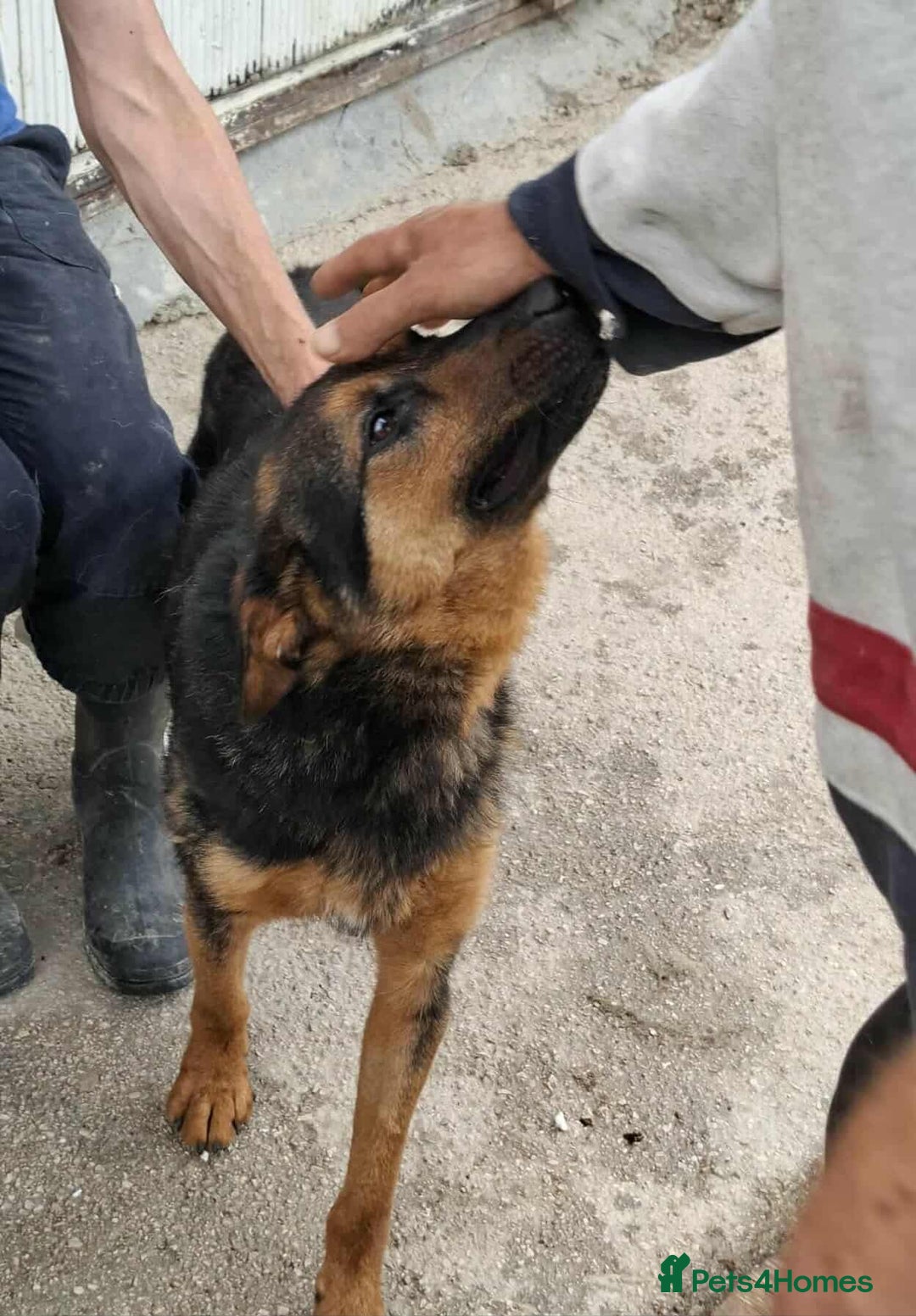 German Shepherd dogs for adoption: RICO  - Image 8