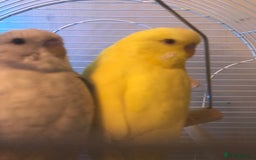 Budgerigars birds for sale: 2 budgies for sale  - Image 1
