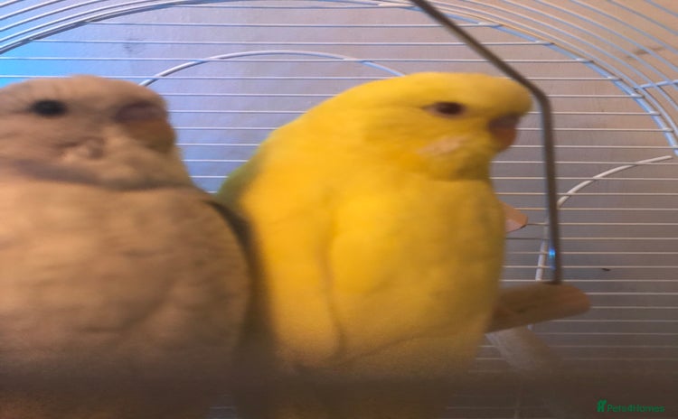 Budgerigars birds - Advert 7