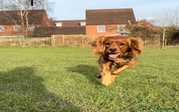 Cavapoo dogs for sale: Litter of 5 born 8/11/25; only one boy left  - Advert 2