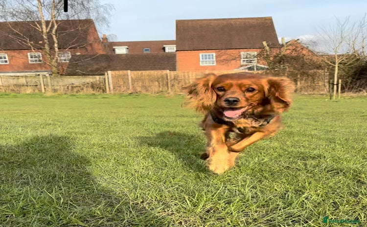 Cavapoo dogs - Advert 5