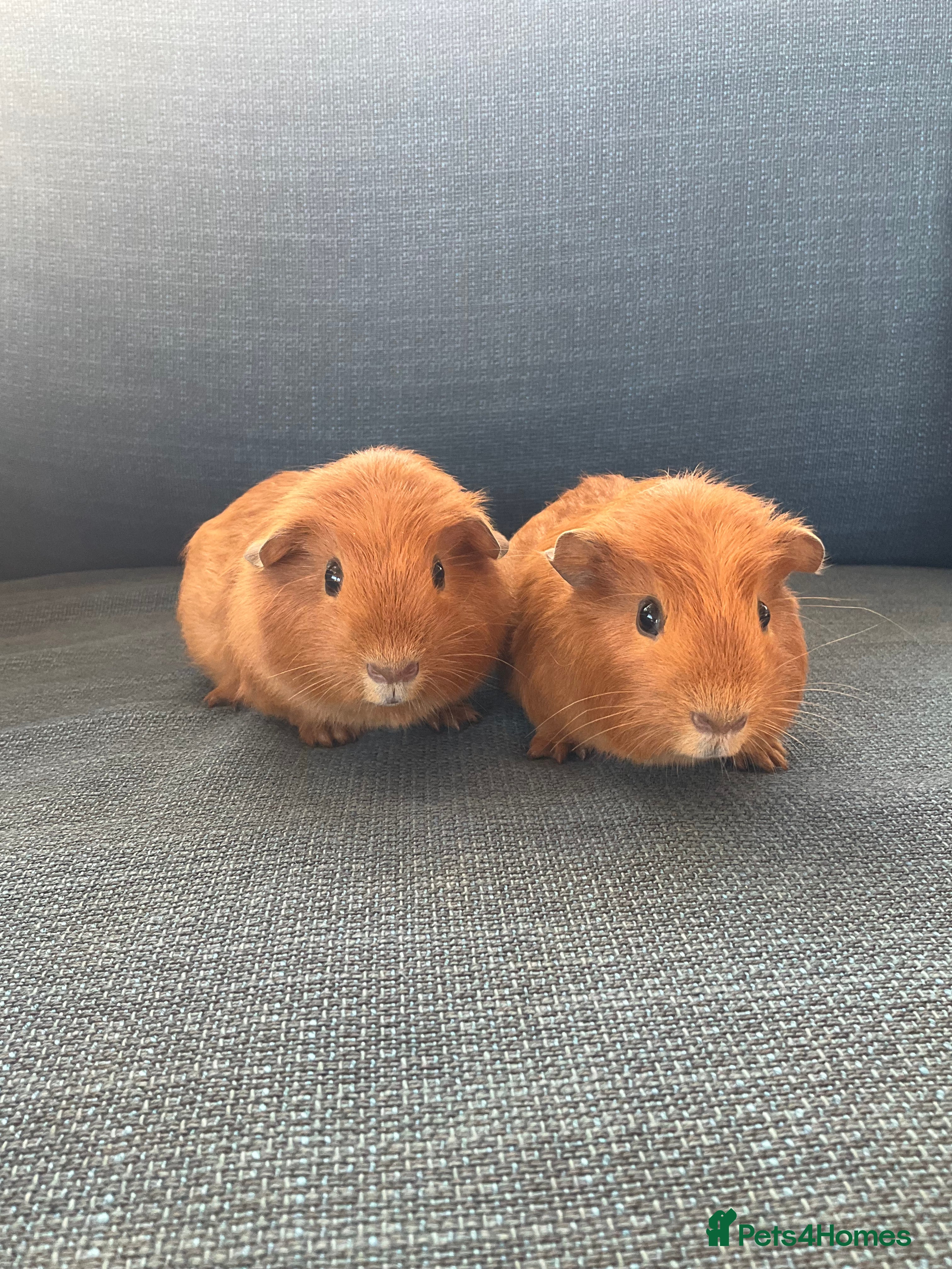 Guinea Pig rodents 2 boy guinea pig (brothers) £35 for Both - Advert 2