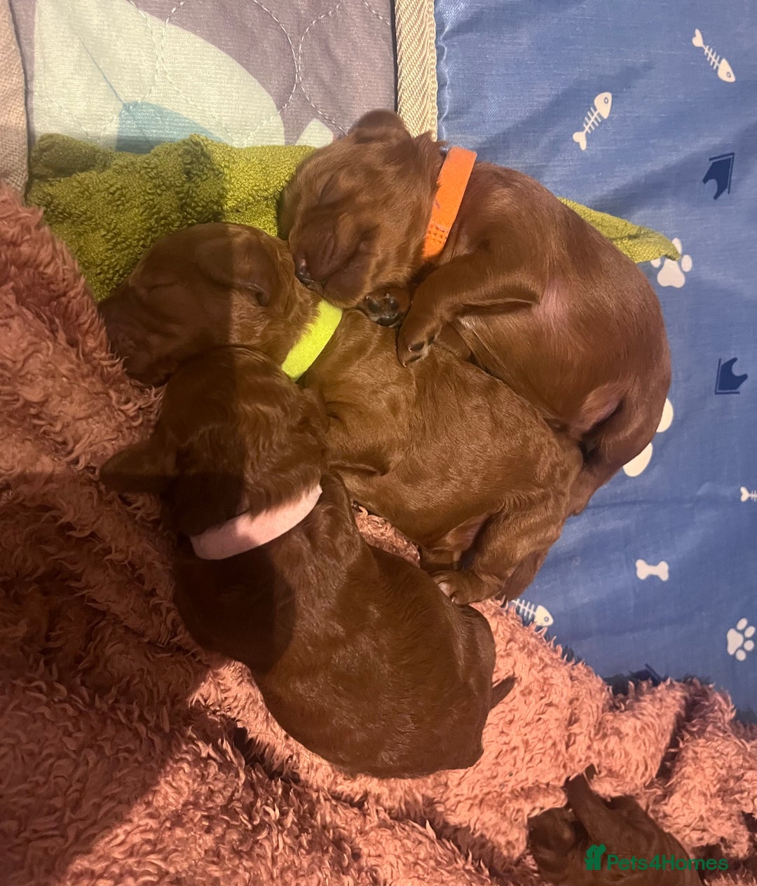 Cockapoo dogs for sale: Red Cockapoo 🐶 F1B looking for loving home 🥰 in London - Image 10