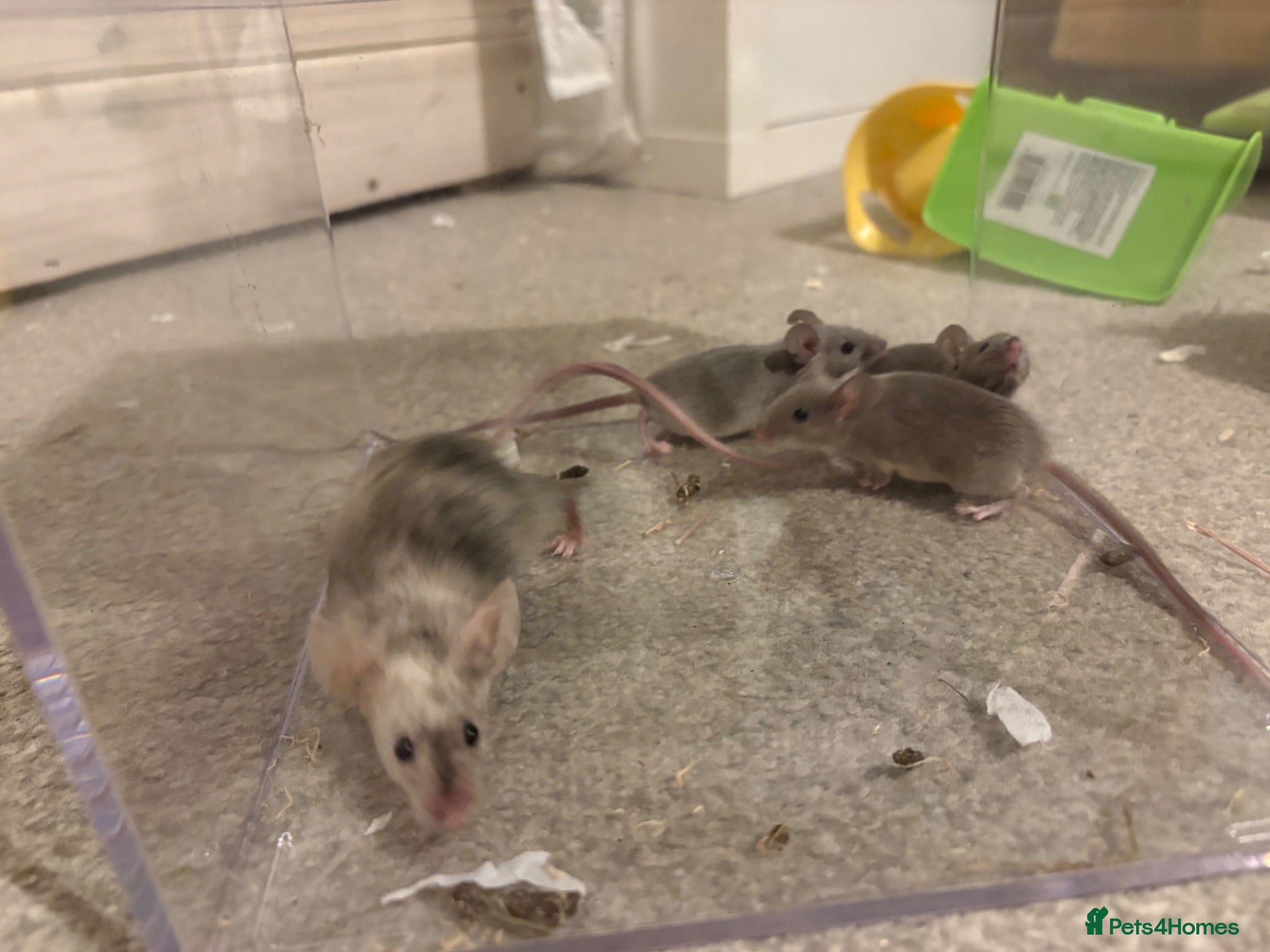Mouse rodents Friendly mice looking for a new home - Advert 4