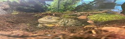 Frog reptiles for sale: Male African bullfrog - Advert 3