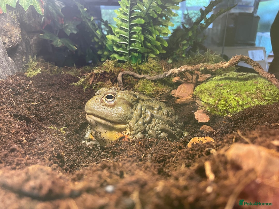 Frog reptiles for sale: Male African bullfrog - Advert 3