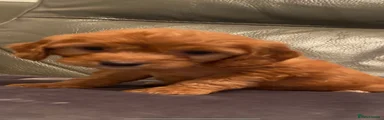 Cockapoo Puppy 2