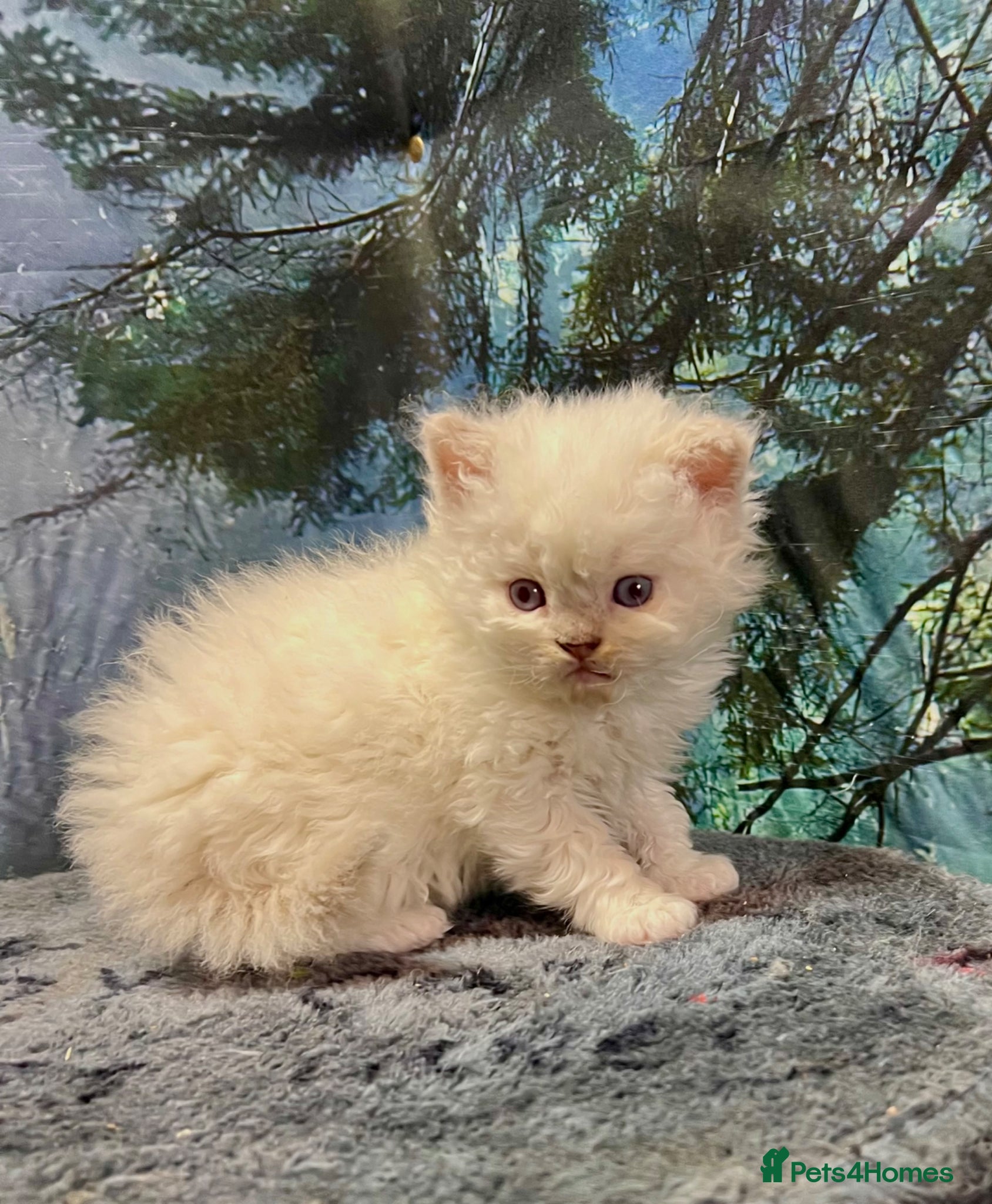 Selkirk Rex cats Stunning Selkirk Rex kittens - Advert 4