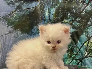 Selkirk Rex cats Stunning Selkirk Rex kittens - Advert 4