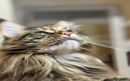 Maine Coon cats for sale: 3 Purebred Maine Coon Kittens - Will Sell Fast!! ✨ - Image 18