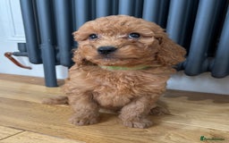 Labradoodle dogs for sale: ⭐️ Stunning F1b Labradoodle Puppies KC Parents ⭐️ - Image 3