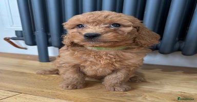 Labradoodle dogs - Advert 2