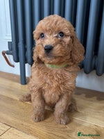 Labradoodle dogs - Advert 2