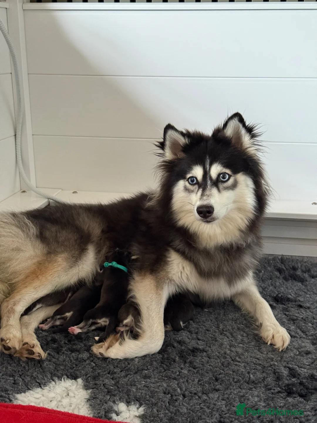 Pomsky dogs for sale: F3 Pomsky Puppies - all blue eyed  - Advert 2
