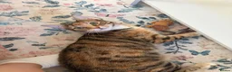 Bengal cats for sale: A beautiful Mixed Bengal Female cat - 2 years old  - Advert 3