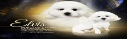 Bichon Frise dogs for stud: For stud only  - Advert 4