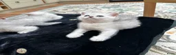 British Shorthair cats for sale: Beautiful British Shorthair Silver Shaded Kittens in Leicester - Advert 4