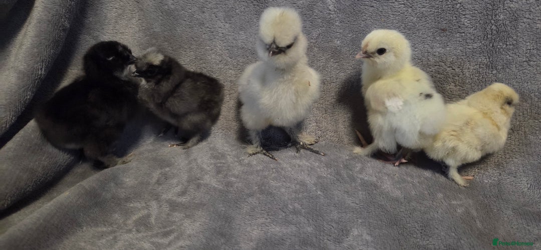 Chickens poultry for sale:  NEW 2026 USA  silkie/ silkies chick's  - Advert 1