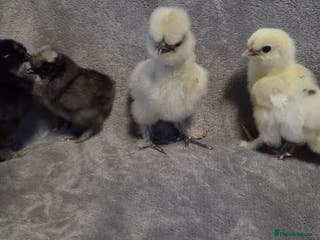 Chickens poultry NEW 2026 USA silkie/ silkies chick's - Advert 2