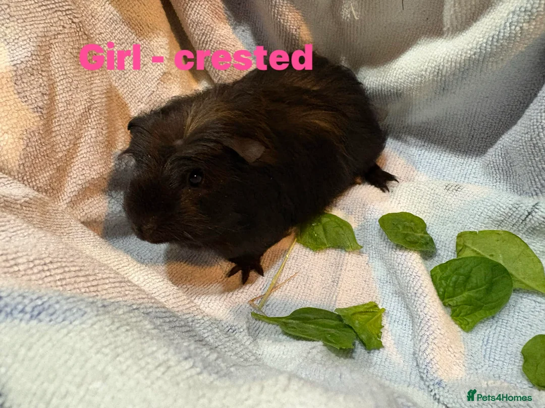 Guinea Pig rodents for sale: Ready to leave - Male & Female Guinea pigs  - Advert 7