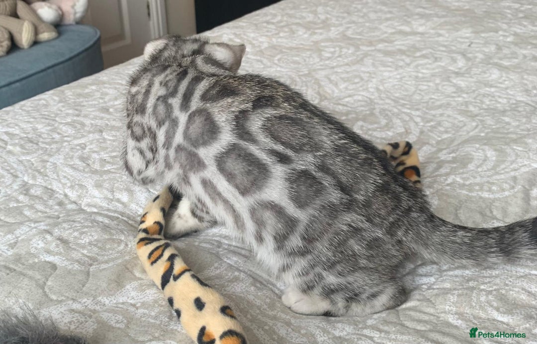 Bengal cats for sale: Silver and brown Bengal babiex - Image 3