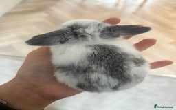 Mini Lop rabbits for sale: Mini lop babies - Image 3