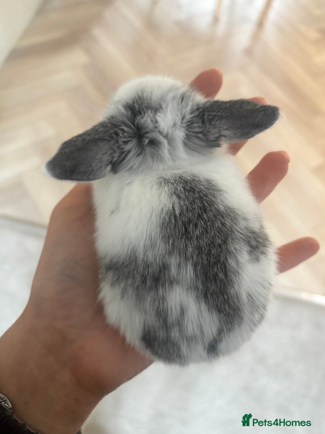Mini Lop rabbits for sale: Mini lop babies - Image 3