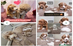 Labrador Retriever dogs for stud: Hip0/0 Elbow 0/0 Australian Labradoodle  - Advert 36