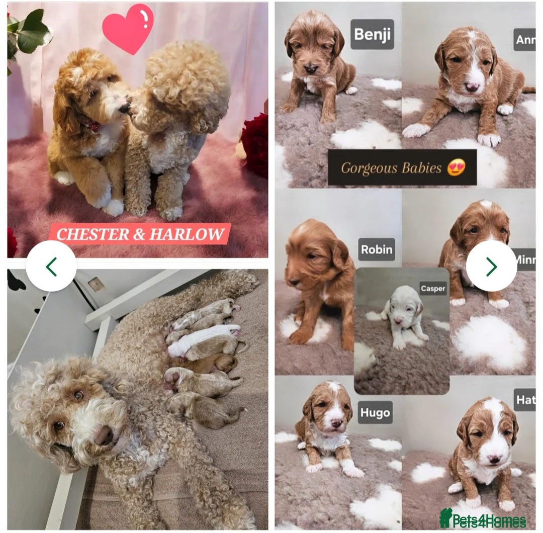 Labrador Retriever dogs for stud: Hip0/0 Elbow 0/0 Australian Labradoodle  - Advert 36