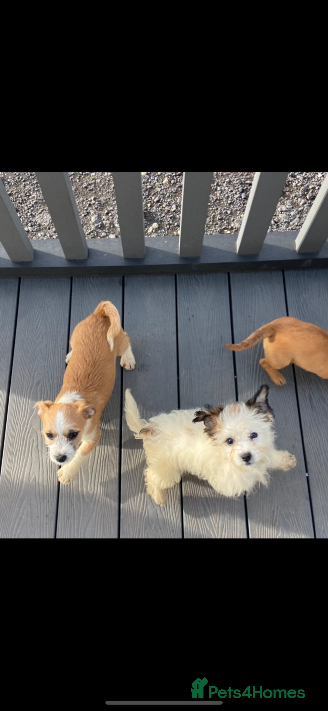 Mixed Breed dogs for sale: Jack Russell puppies ready to leave  - Advert 3