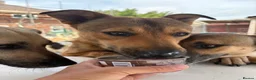 Mixed Breed dogs for adoption: Toffee - Norwich Norfolk  in Norwich - Advert 27