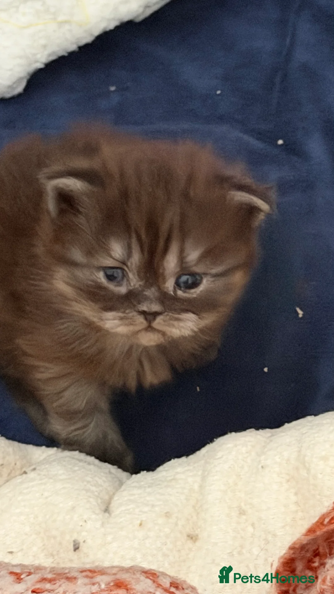 Persian cats for sale: Chinchilla Persian kittens  - Advert 2