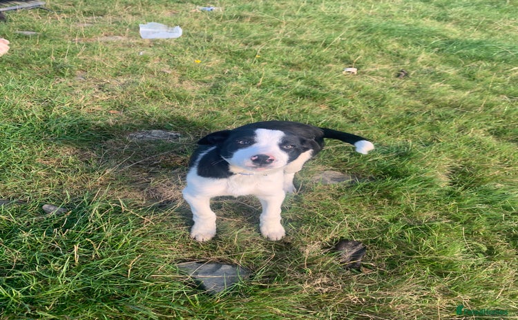 Border Collie dogs - Advert 4