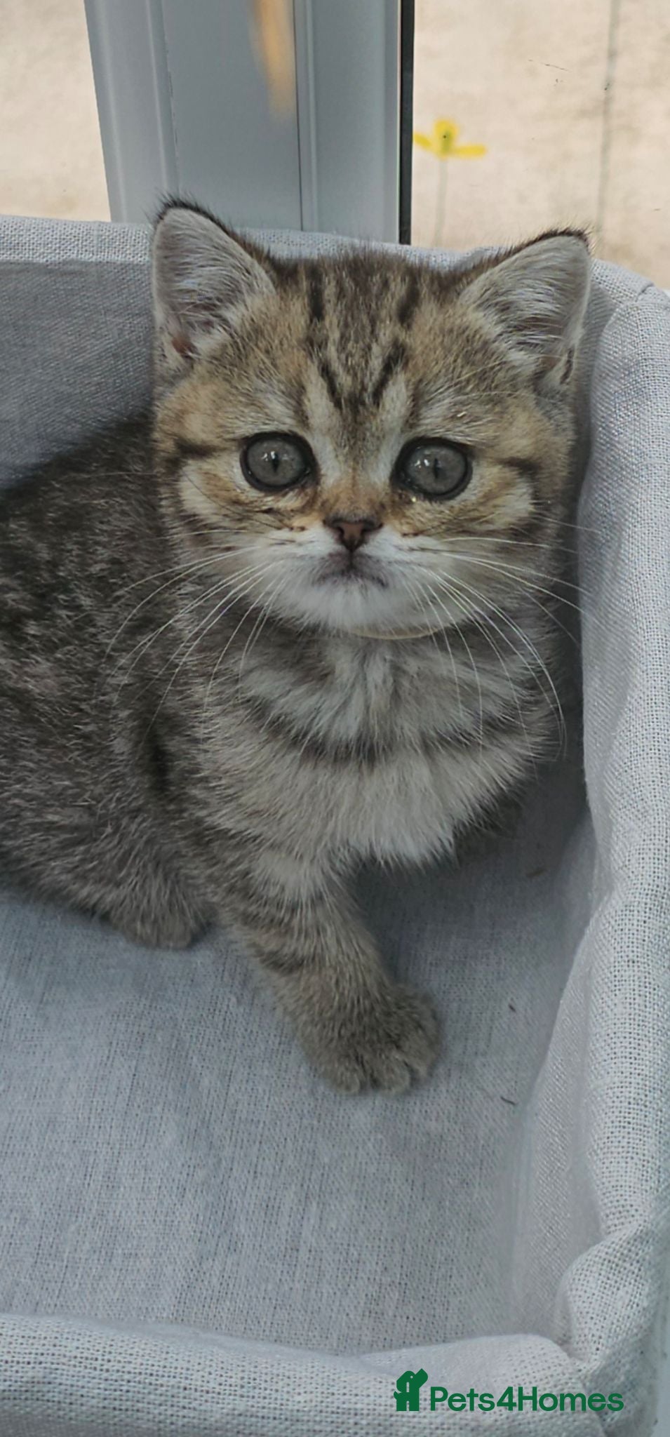 British Shorthair cats British shorthair Tica registered  - Advert 16