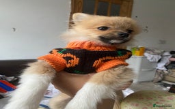 Pomeranian dogs for sale: Beautiful Pomeranian puppiesREDUCED  - Image 9