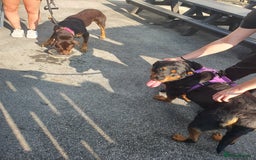 Rottweiler dogs for sale: Female rottweiler - Image 2