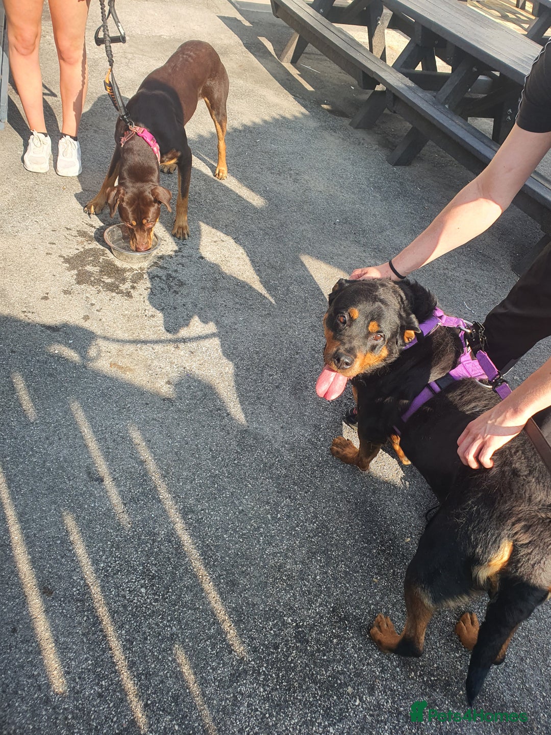 Rottweiler dogs for sale: Female rottweiler - Image 2